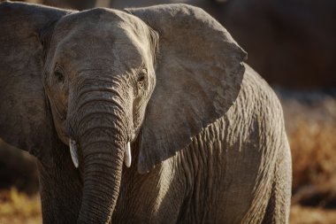 Safari üzerinde bulunan yaban hayatı