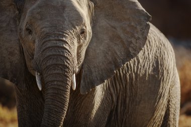 Safari üzerinde bulunan yaban hayatı