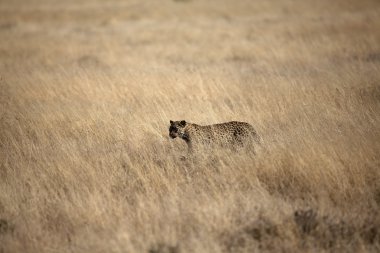 Safari üzerinde bulunan yaban hayatı