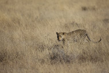 Safari üzerinde bulunan yaban hayatı