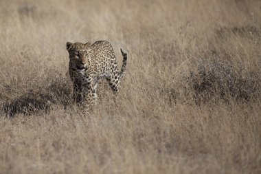 Safari üzerinde bulunan yaban hayatı