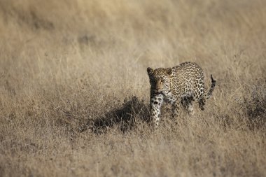 Safari üzerinde bulunan yaban hayatı