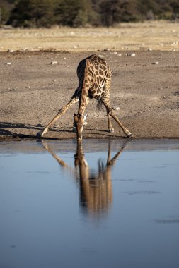 Safari üzerinde bulunan yaban hayatı
