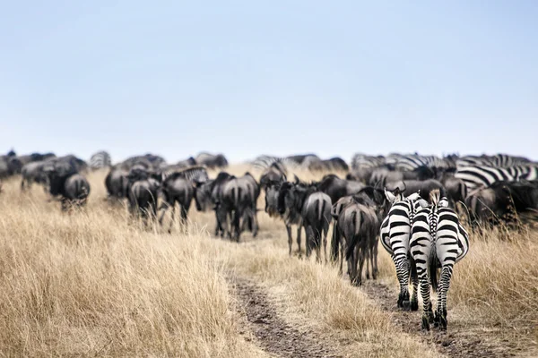 Vida silvestre encontrada en Safari — Foto de Stock