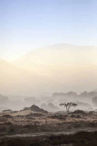 Vilda djur på Safari — Stockfoto