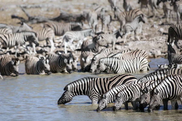 野生动物在 Safari 上找到 — 图库照片