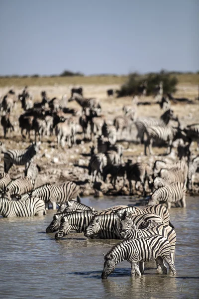 Vida silvestre encontrada en Safari — Foto de Stock