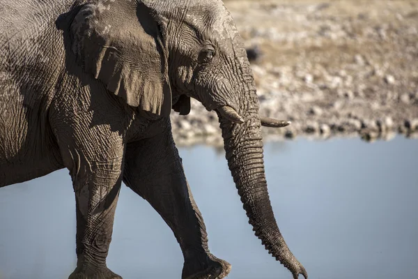 Wildtiere auf Safari gefunden — Stockfoto