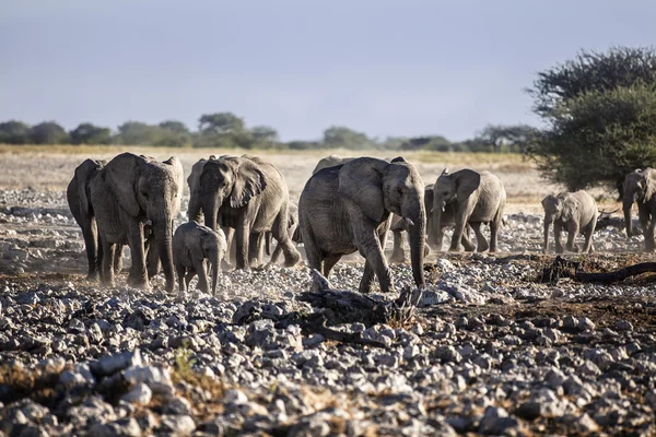 Vilda djur på Safari — Stockfoto