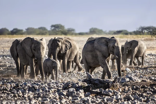 Vilda djur på Safari — Stockfoto