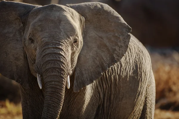 Wildlife found on Safari — Stock Photo, Image