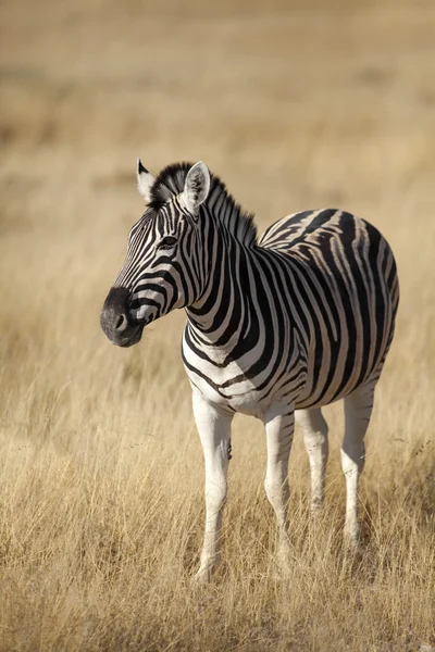 Wildlife found on Safari — Stock Photo, Image