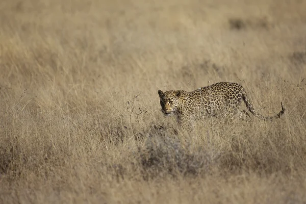 Wildlife found on Safari — Stock Photo, Image