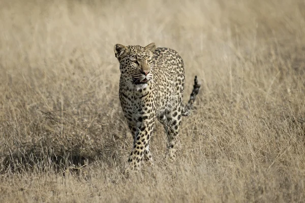 Wildtiere auf Safari gefunden — Stockfoto