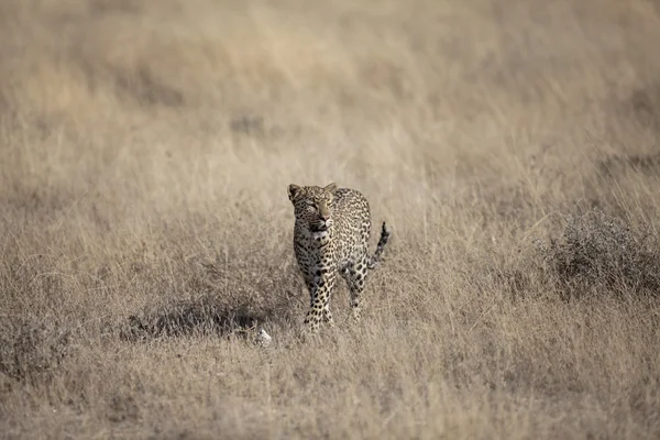 Dieren in het wild gevonden op Safari — Stockfoto