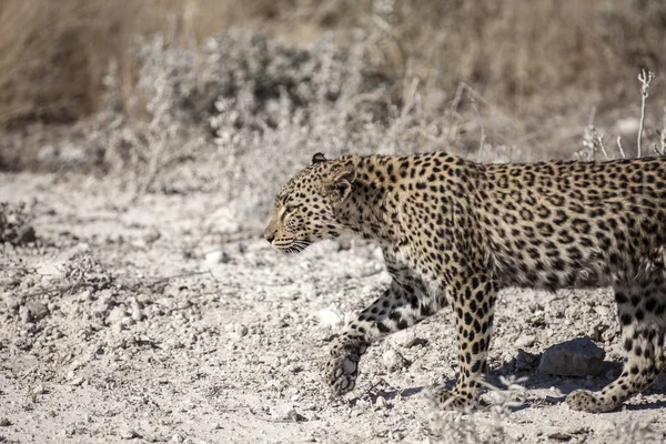 Dieren in het wild gevonden op Safari — Stockfoto