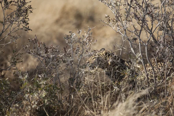 Wildlife found on Safari — Stock Photo, Image