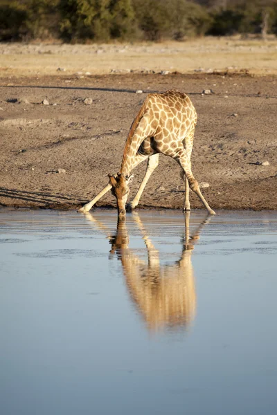 Przyrody na Safari — Zdjęcie stockowe