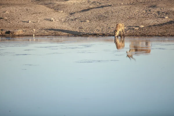 Vilda djur på Safari — Stockfoto