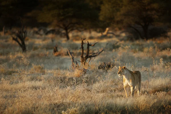 Příroda na Safari — Stock fotografie