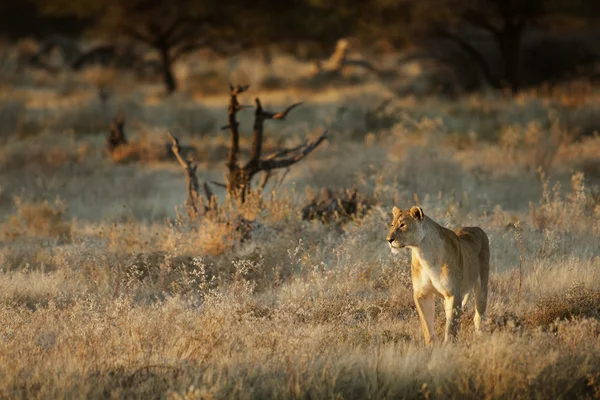 Dieren in het wild gevonden op Safari — Stockfoto