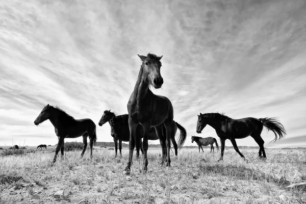 Caballos salvajes — Foto de Stock