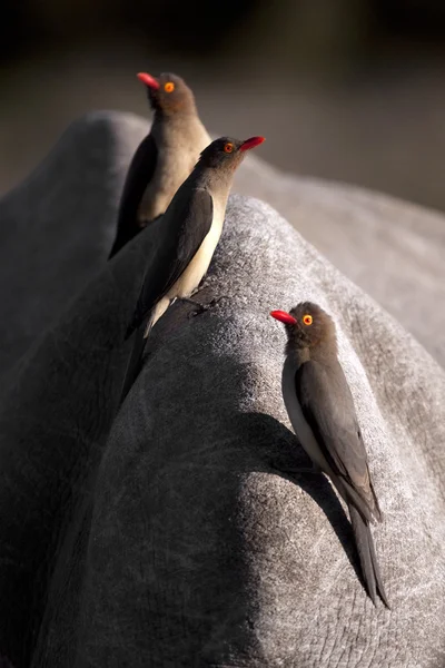 South African wildlife — Zdjęcie stockowe