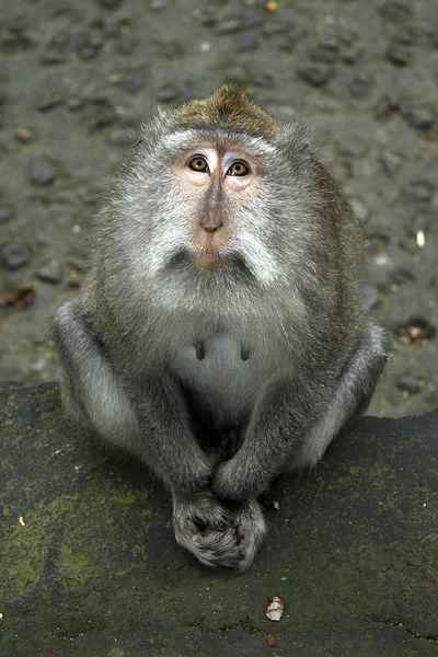 माकडी — स्टॉक फोटो, इमेज