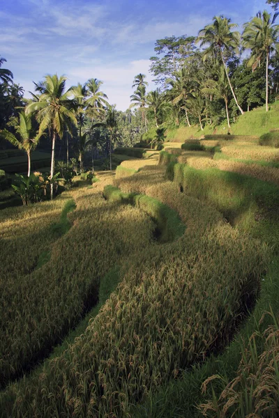 Bali, Indonésie — Photo