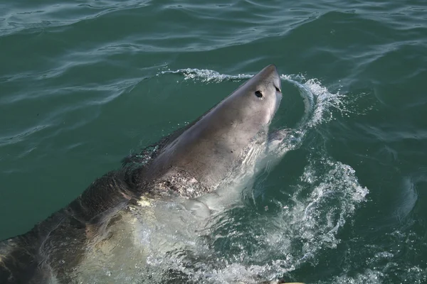 Great White Shark — Stock Photo, Image