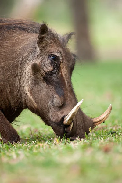 Wildschweine fressen Gras — Stockfoto