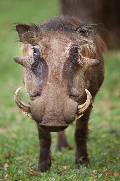 Vildsvin äter gräs — Stockfoto