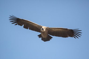 Cape gökte uçan akbaba