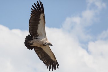 Cape Vulture flying in  sky clipart