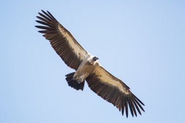 Cape gökte uçan akbaba