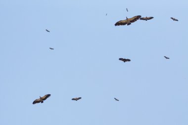 Cape Vultures flying in  sky clipart
