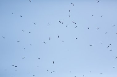 Cape gökte uçan akbabalar