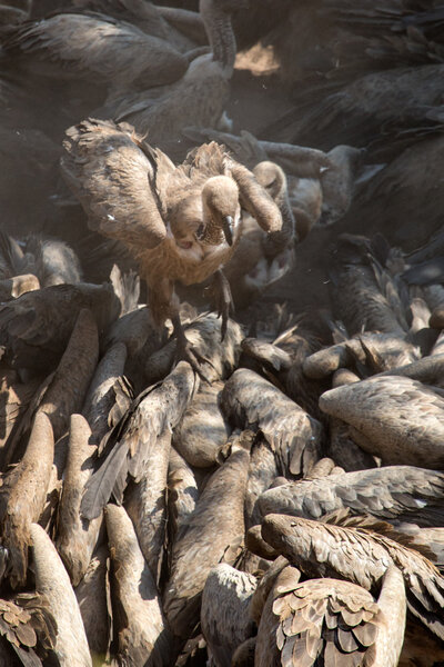 Cape Vultures flying in  sky