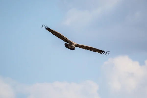 Cape gökte uçan akbaba — Stok fotoğraf