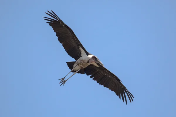 在天空中飞翔的秃鹫 — 图库照片