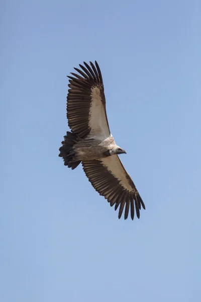 Kapgeier fliegen in den Himmel — Stockfoto