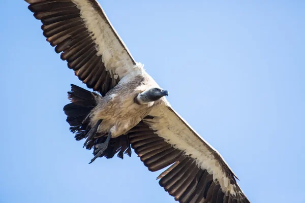 Cabo Abutre voando no céu — Fotografia de Stock