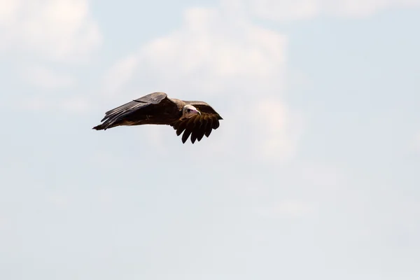 Capo Avvoltoio che vola in cielo — Foto Stock