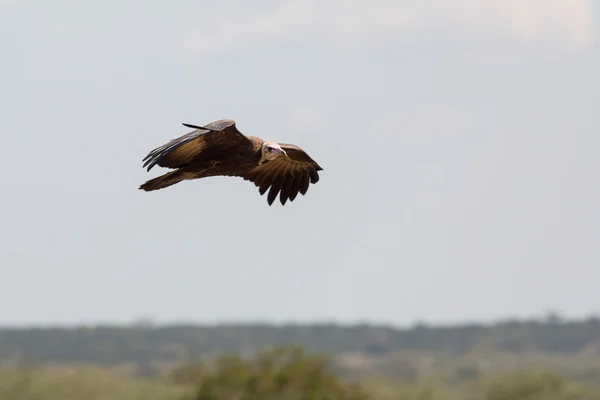 Cape Vulture volant dans le ciel — Photo
