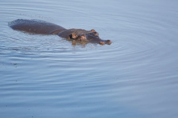 Hippo zitten in lake — Stockfoto