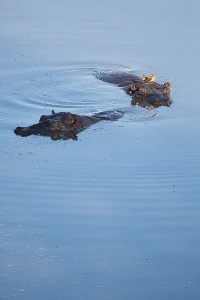 Hippos sentado na lagoa — Fotografia de Stock