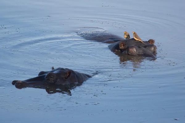 Hipopótamos sentados en el estanque —  Fotos de Stock