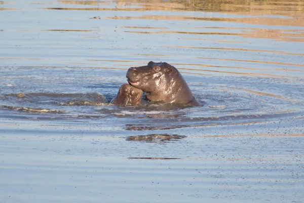 Hippos fighting in pond — Stock Photo, Image