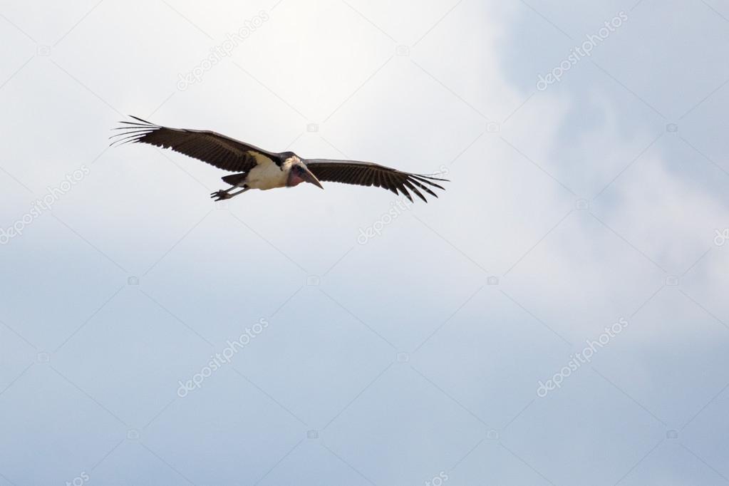 Cape Vulture flying in  sky