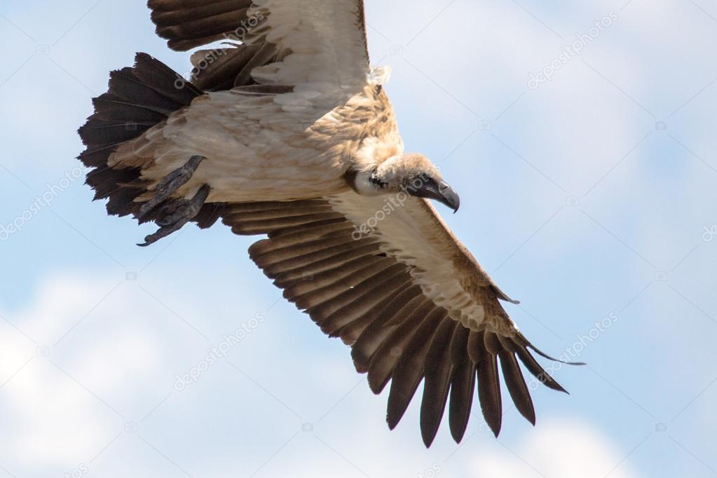 Cape Vulture flying in  sky